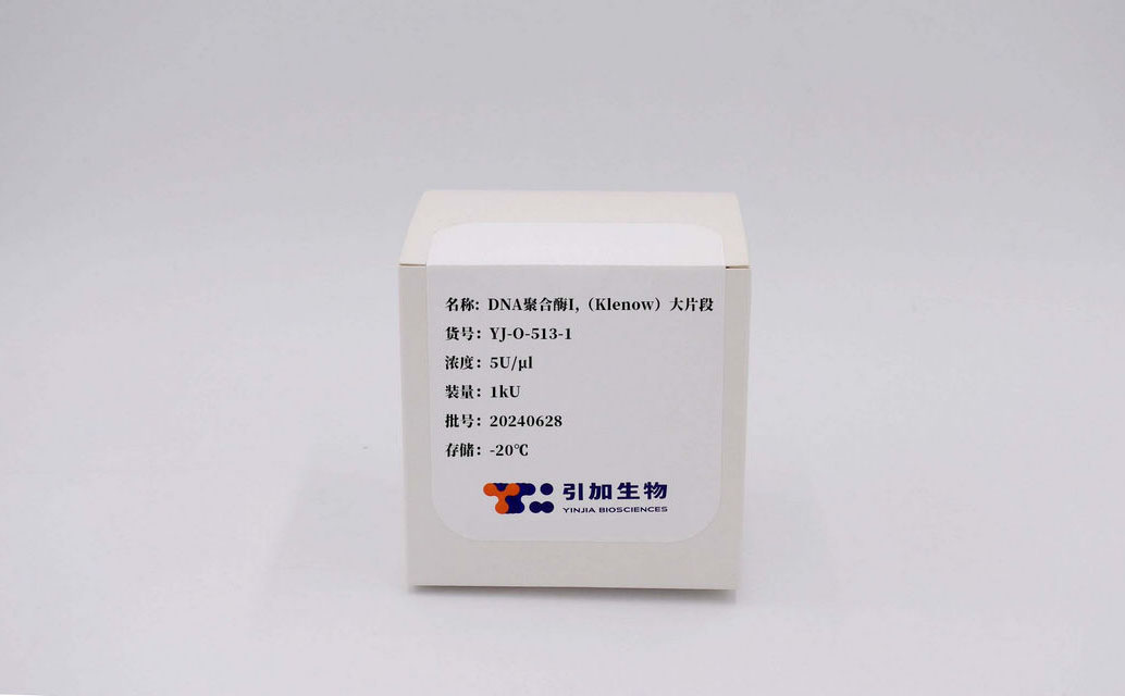 DNA聚合酶I,(Klenow)大片段