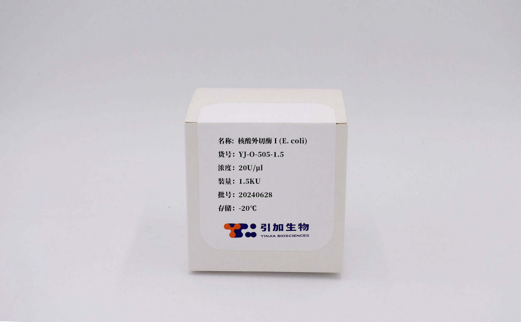核酸外切酶 I(E. coli)